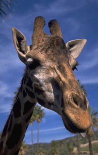 giraffe